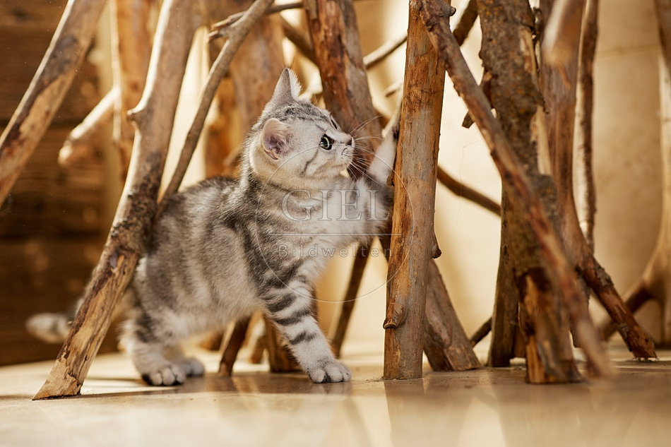 115448 Junge Britisch Kurzhaar Katze zwischen Holzstangen, Ästen