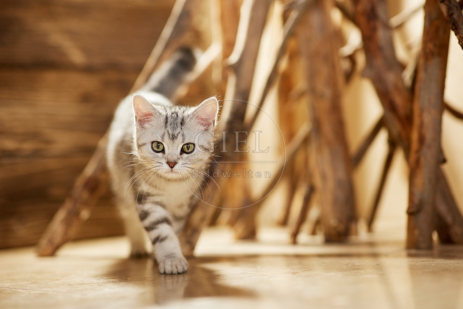 115449 Junge Britisch Kurzhaar Katze zwischen Holzstangen, Ästen