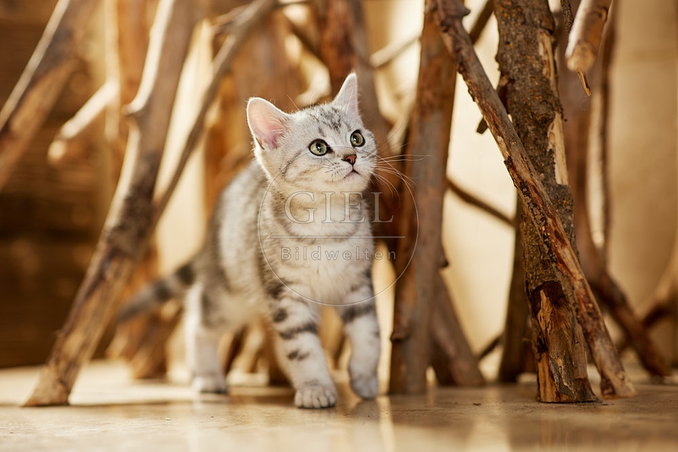 115450 Junge Britisch Kurzhaar Katze zwischen Holzstangen, Ästen
