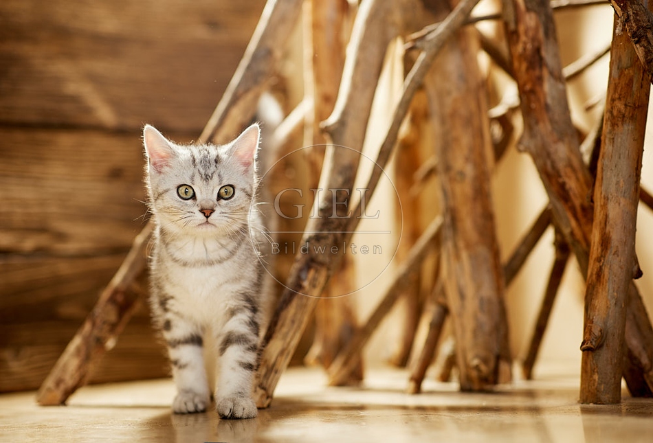 115451 Junge Britisch Kurzhaar Katze zwischen Holzstangen, Ästen