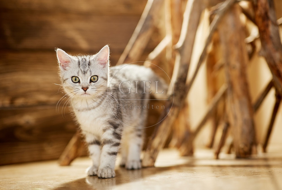 115452 Junge Britisch Kurzhaar Katze zwischen Holzstangen, Ästen