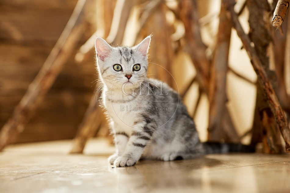 115453 Junge Britisch Kurzhaar Katze zwischen Holzstangen, Ästen
