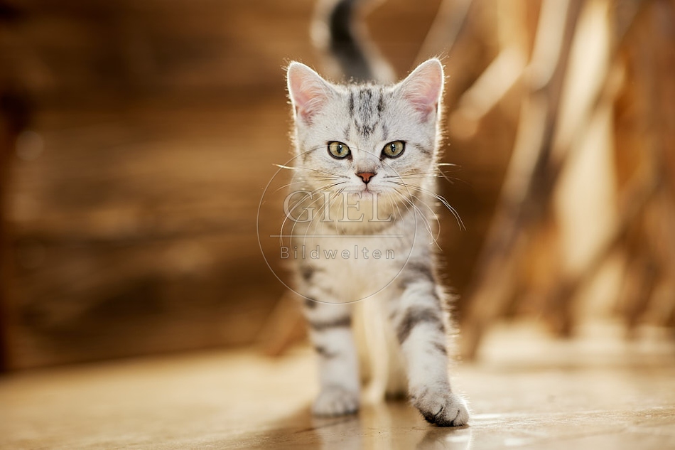 115454 Junge Britisch Kurzhaar Katze zwischen Holzstangen, Ästen