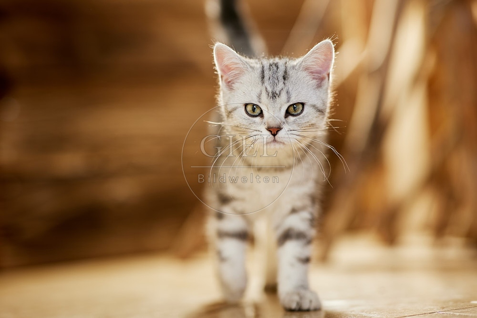 115455 Junge Britisch Kurzhaar Katze zwischen Holzstangen, Ästen