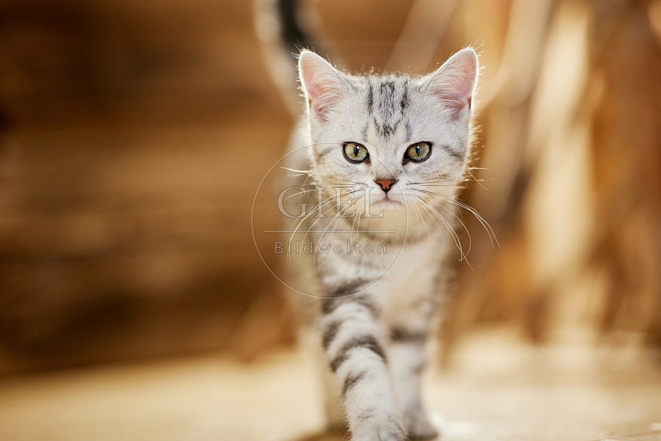 115456 Junge Britisch Kurzhaar Katze zwischen Holzstangen, Ästen