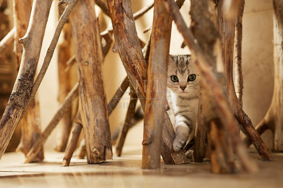 115457 Junge Britisch Kurzhaar Katze zwischen Holzstangen, Ästen