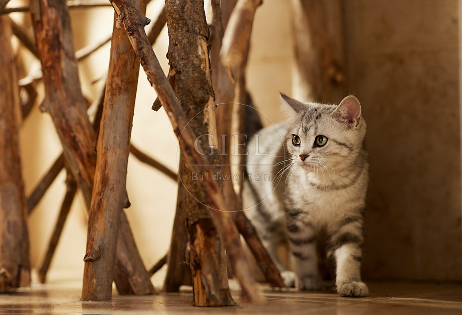115458 Junge Britisch Kurzhaar Katze zwischen Holzstangen, Ästen