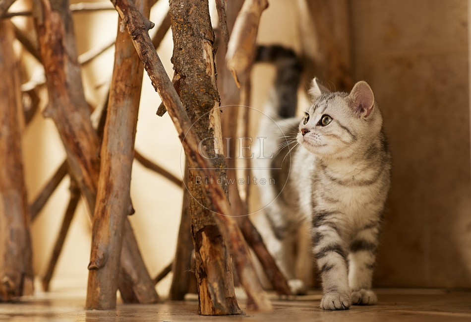 115459 Junge Britisch Kurzhaar Katze zwischen Holzstangen, Ästen