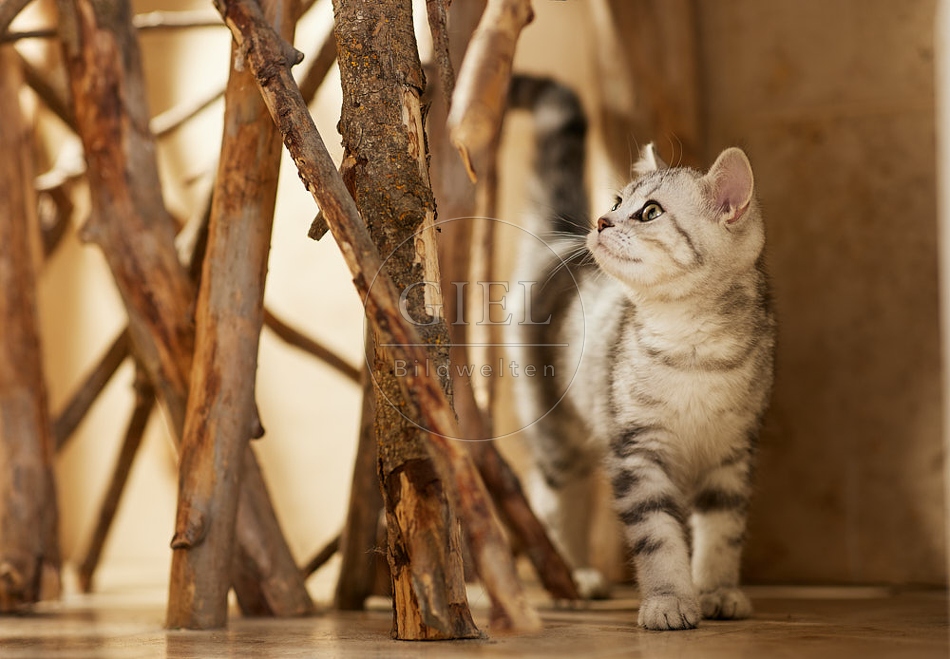115460 Junge Britisch Kurzhaar Katze zwischen Holzstangen, Ästen
