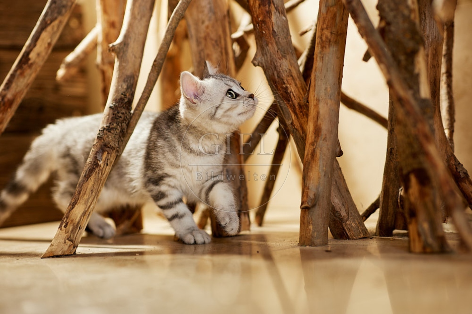 115462 Junge Britisch Kurzhaar Katze zwischen Holzstangen, Ästen