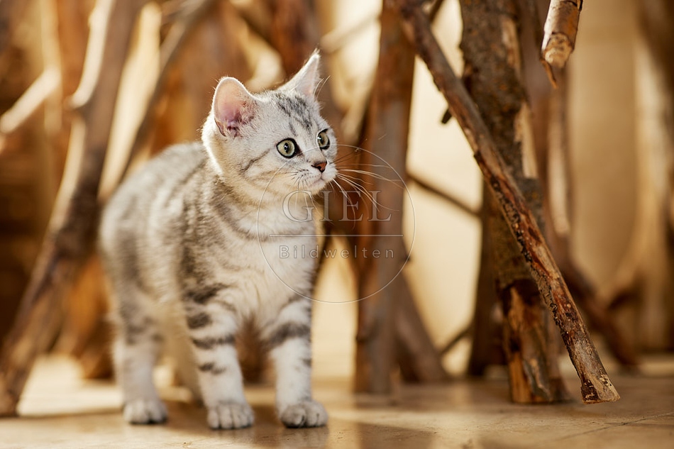 115463 Junge Britisch Kurzhaar Katze zwischen Holzstangen, Ästen