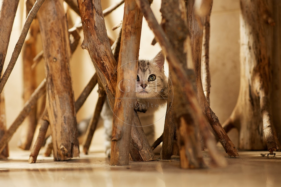115464 Junge Britisch Kurzhaar Katze zwischen Holzstangen, Ästen