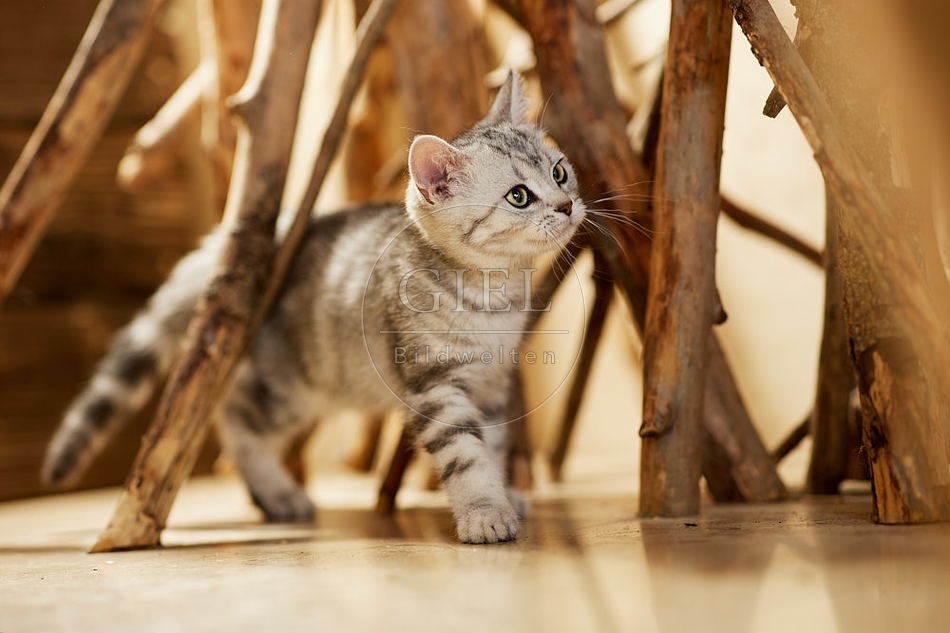 115466 Junge Britisch Kurzhaar Katze zwischen Holzstangen, Ästen
