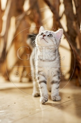 115467 Junge Britisch Kurzhaar Katze zwischen Holzstangen, Ästen