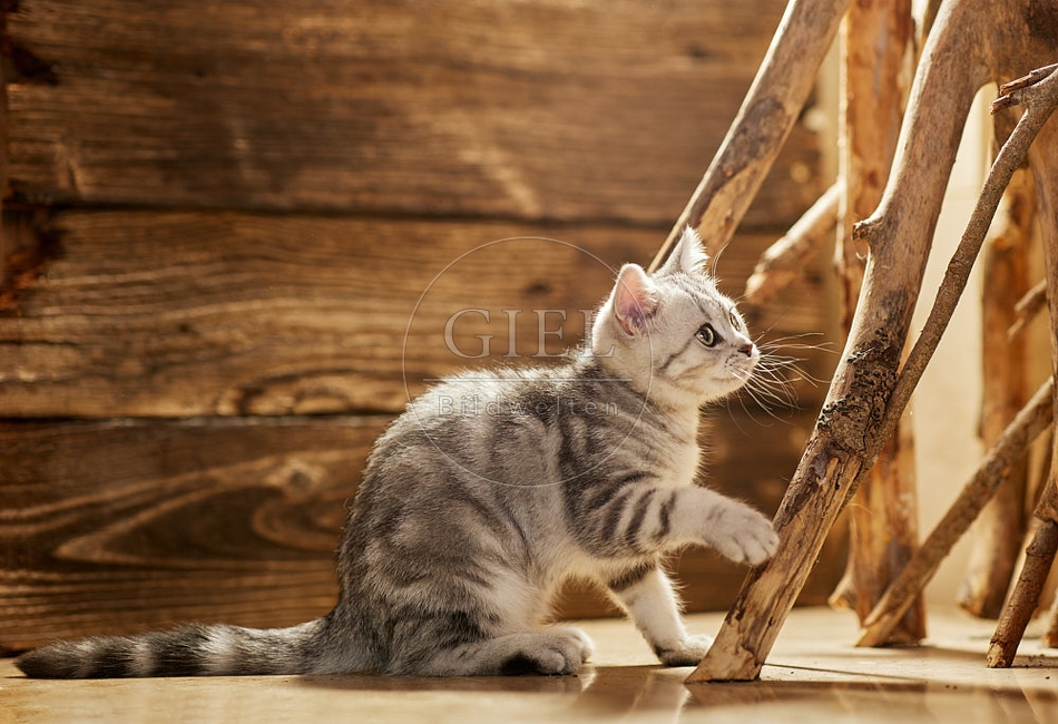 115469 Junge Britisch Kurzhaar Katze zwischen Holzstangen, Ästen