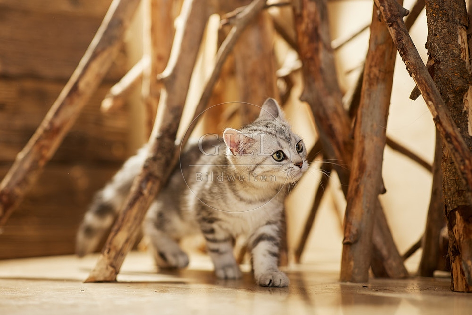 115470 Junge Britisch Kurzhaar Katze zwischen Holzstangen, Ästen