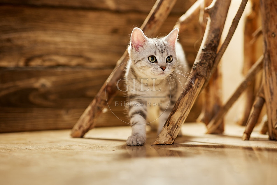 115471 Junge Britisch Kurzhaar Katze zwischen Holzstangen, Ästen