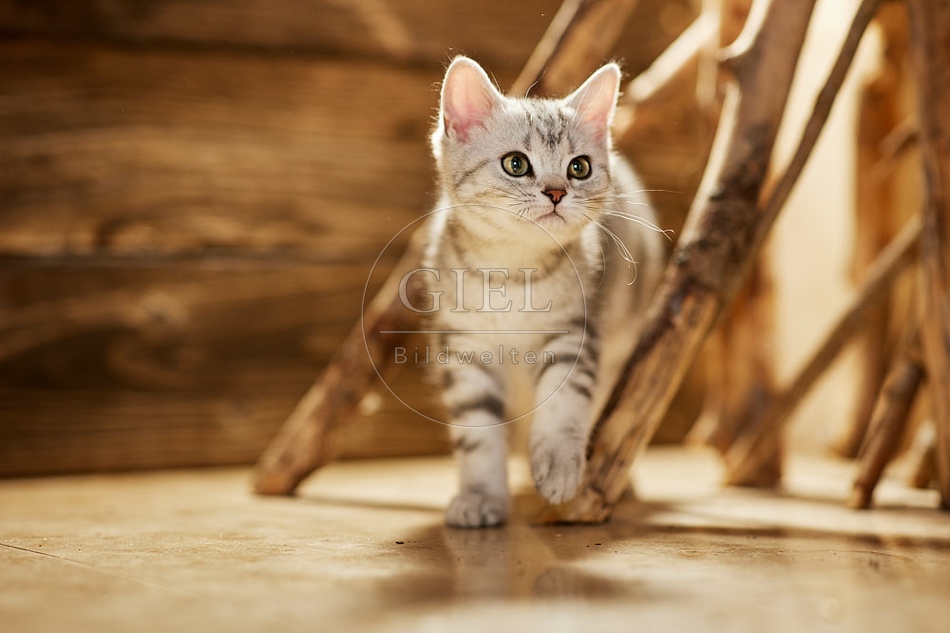 115472 Junge Britisch Kurzhaar Katze zwischen Holzstangen, Ästen