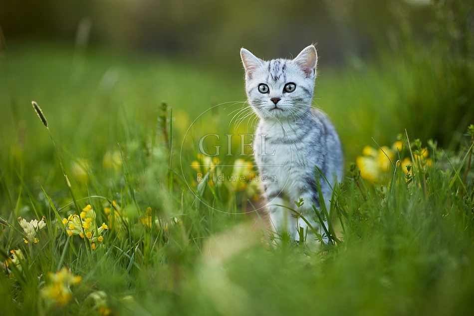 115492 Junge Britisch Kurzhaar Katze in der Wiese zwischen Schlüsselblumen
