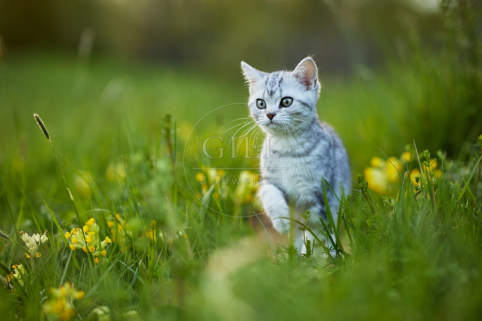 115493 Junge Britisch Kurzhaar Katze in der Wiese zwischen Schlüsselblumen