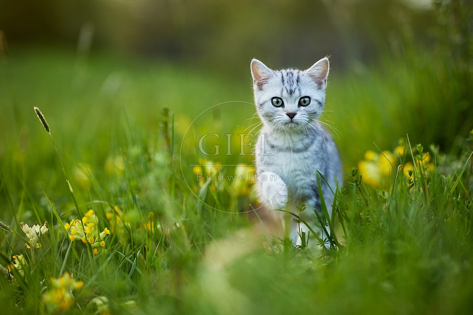 115494 Junge Britisch Kurzhaar Katze in der Wiese zwischen Schlüsselblumen