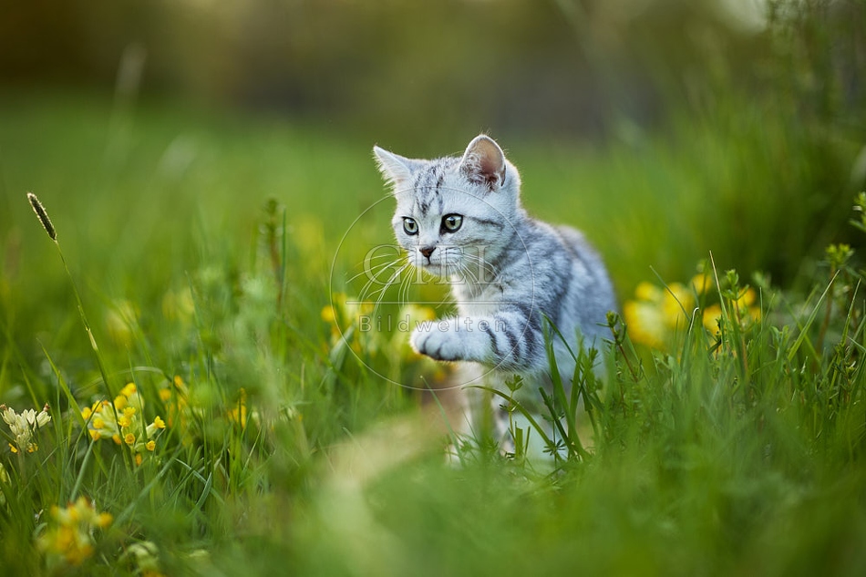 115495 Junge Britisch Kurzhaar Katze in der Wiese zwischen Schlüsselblumen
