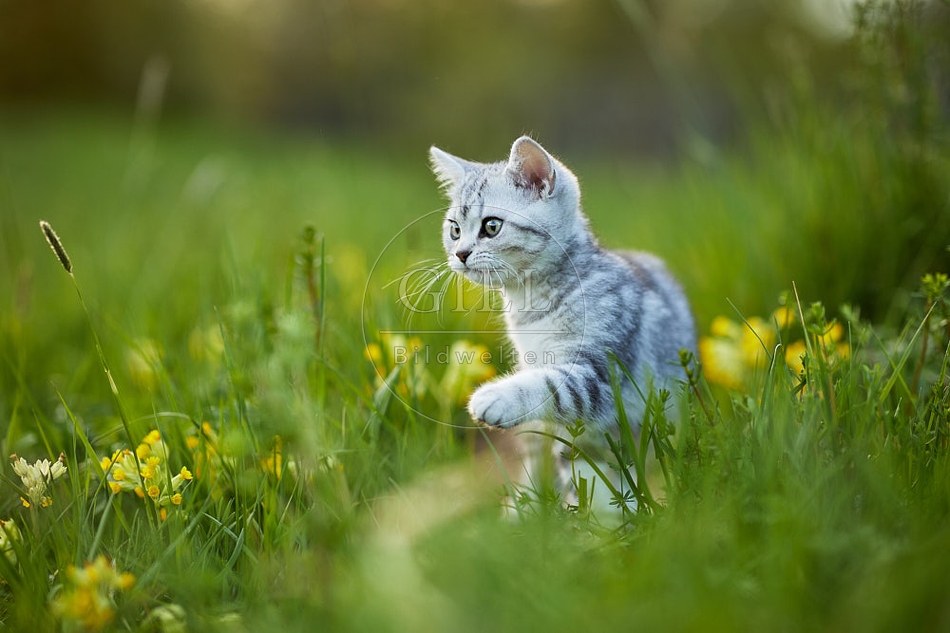 115496 Junge Britisch Kurzhaar Katze in der Wiese zwischen Schlüsselblumen