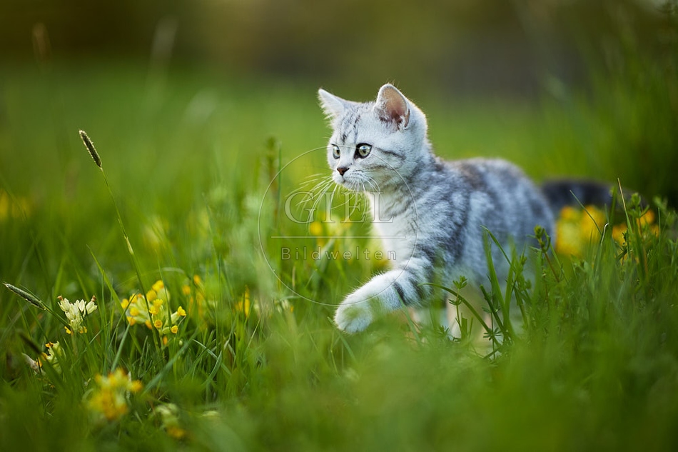 115497 Junge Britisch Kurzhaar Katze in der Wiese zwischen Schlüsselblumen