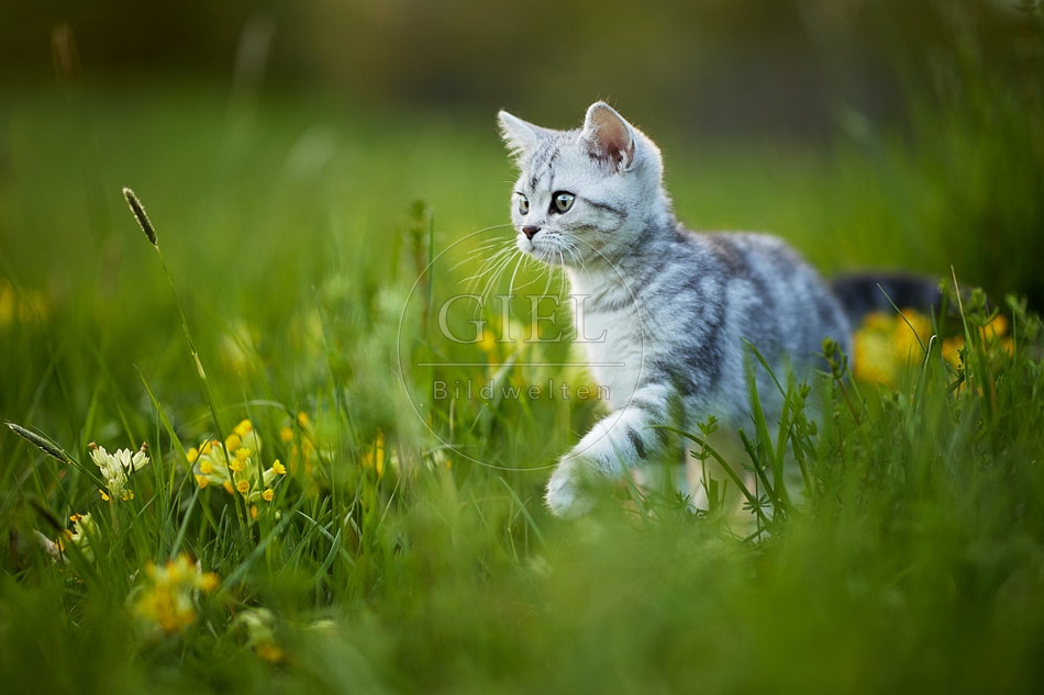 115498 Junge Britisch Kurzhaar Katze in der Wiese zwischen Schlüsselblumen