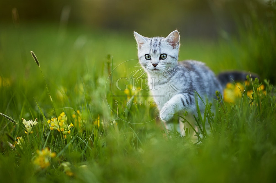 115499 Junge Britisch Kurzhaar Katze in der Wiese zwischen Schlüsselblumen