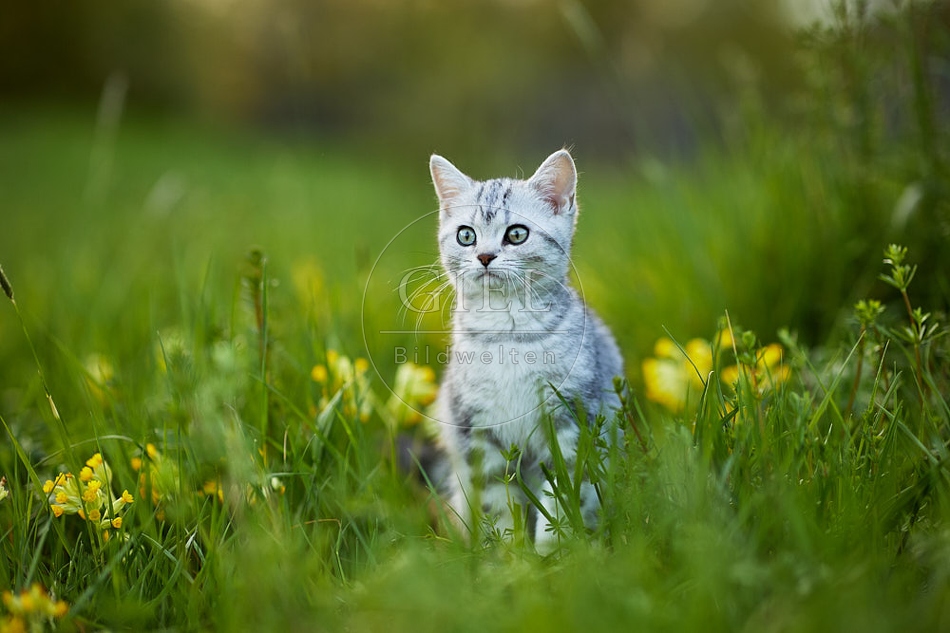 115500 Junge Britisch Kurzhaar Katze in der Wiese zwischen Schlüsselblumen