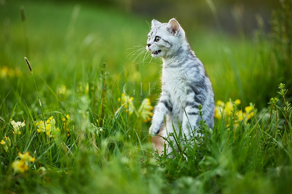 115507 Junge Britisch Kurzhaar Katze in der Wiese zwischen Schlüsselblumen