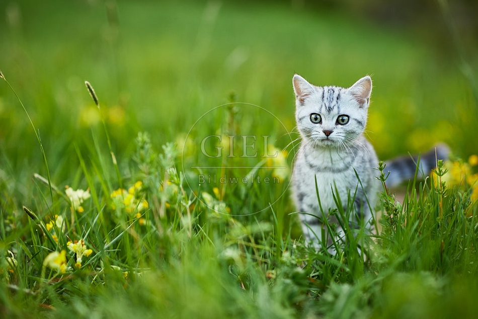 115508 Junge Britisch Kurzhaar Katze in der Wiese zwischen Schlüsselblumen