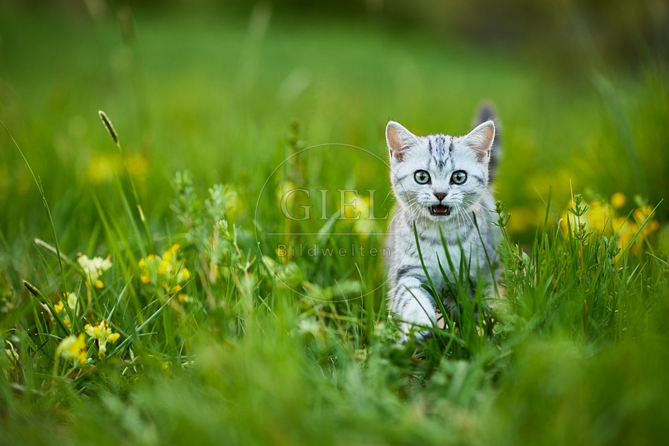 115509 Junge Britisch Kurzhaar Katze in der Wiese zwischen Schlüsselblumen