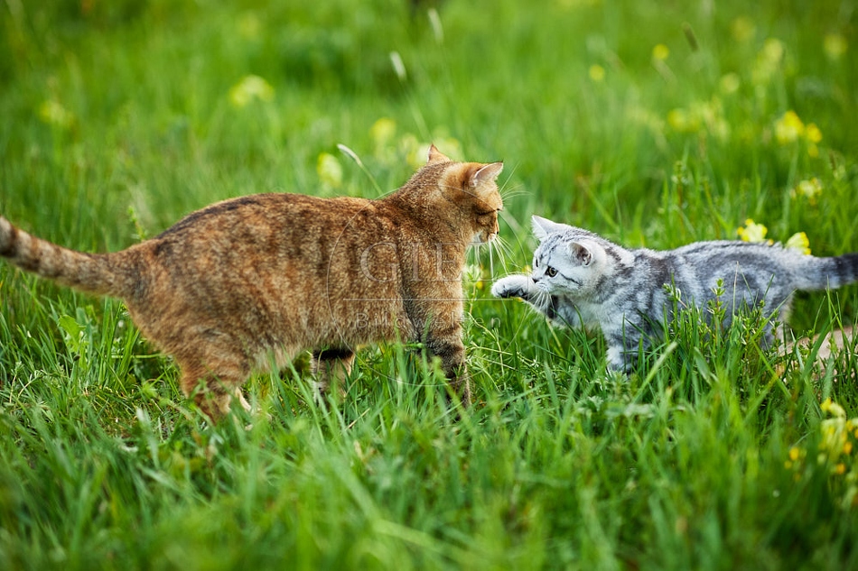 115510 Junge Britisch Kurzhaar Katze und Hauskatze