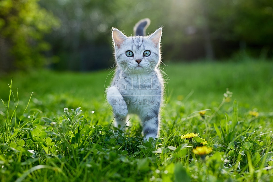 115800 Junge Britisch Kurzhaar Katze