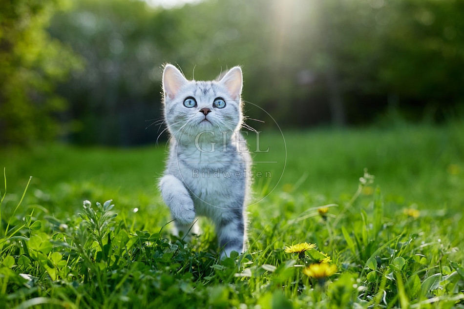 115801 Junge Britisch Kurzhaar Katze