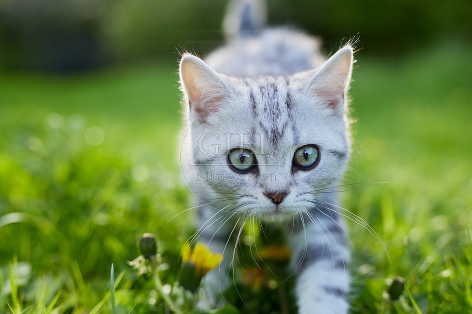 115803 Junge Britisch Kurzhaar Katze