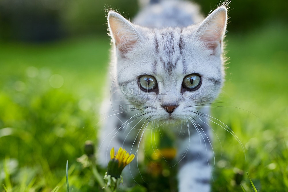 115804 Junge Britisch Kurzhaar Katze