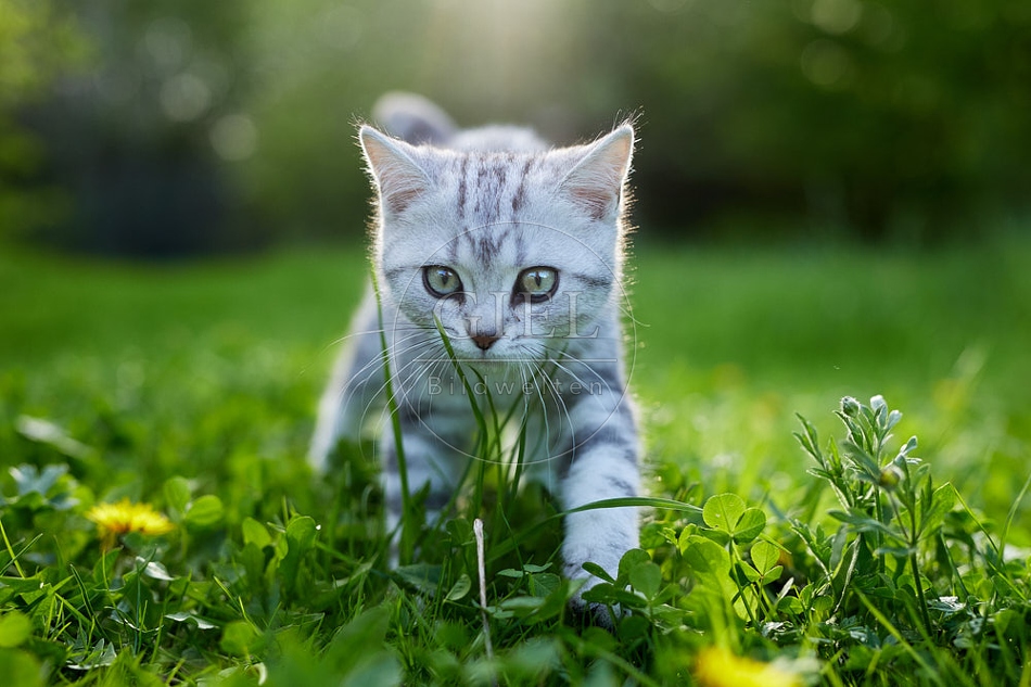115805 Junge Britisch Kurzhaar Katze