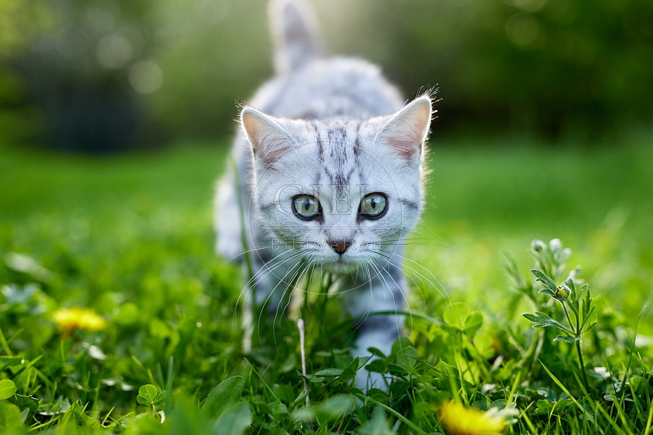 115806 Junge Britisch Kurzhaar Katze