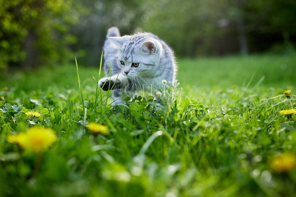 115808 Junge Britisch Kurzhaar Katze