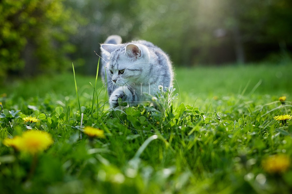 115809 Junge Britisch Kurzhaar Katze