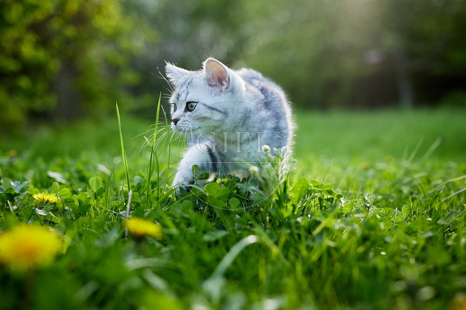 115810 Junge Britisch Kurzhaar Katze