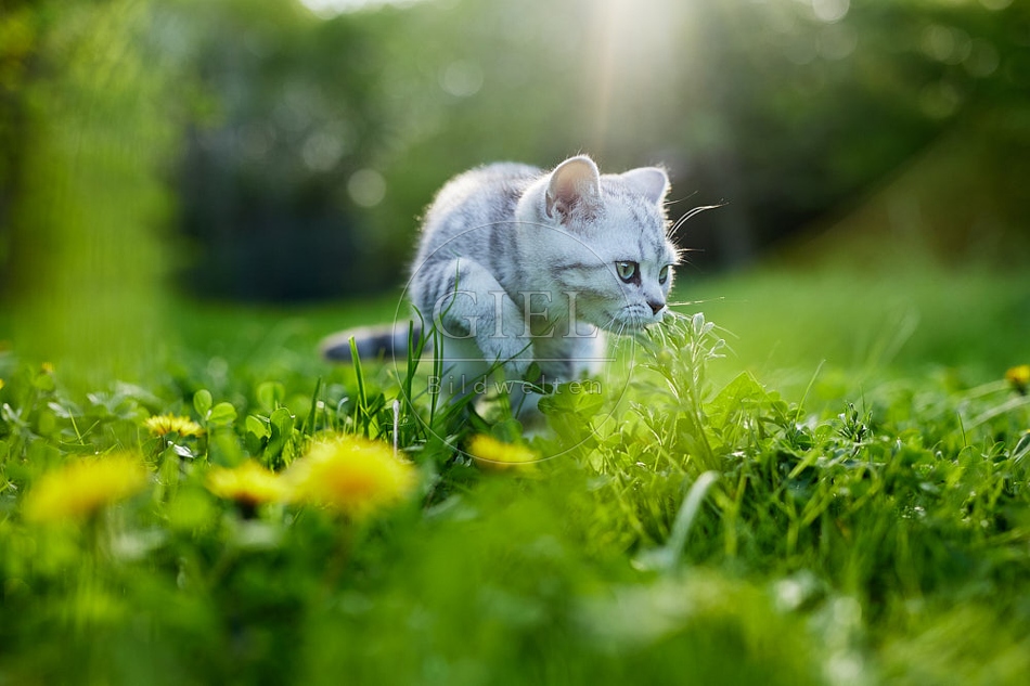 115811 Junge Britisch Kurzhaar Katze