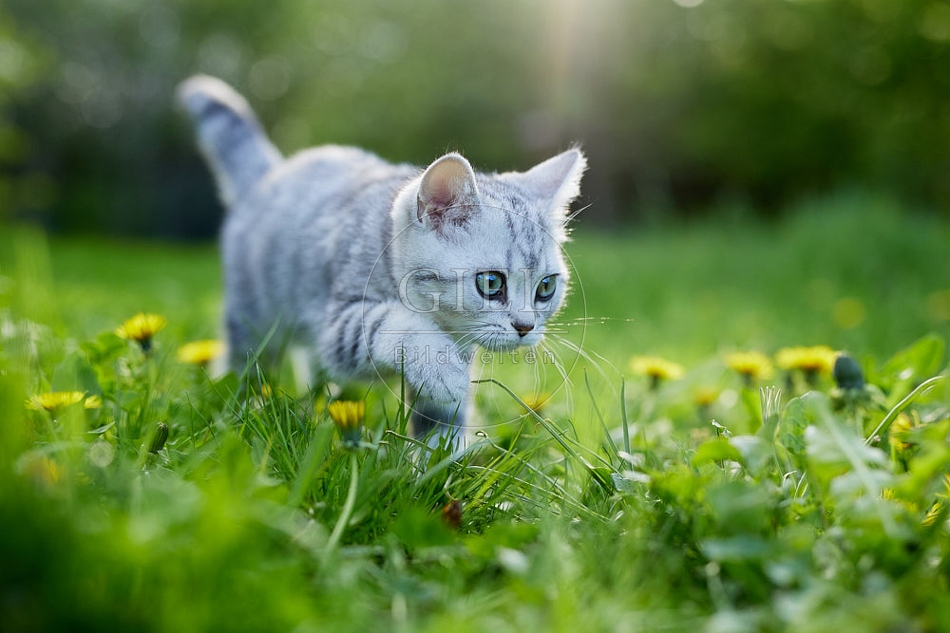 115812 Junge Britisch Kurzhaar Katze