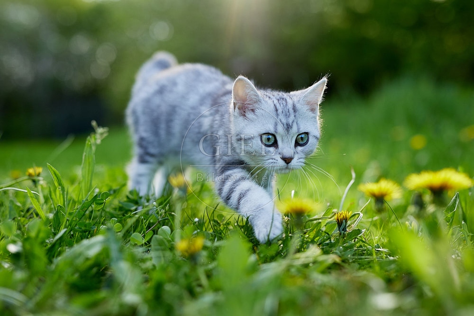 115813 Junge Britisch Kurzhaar Katze