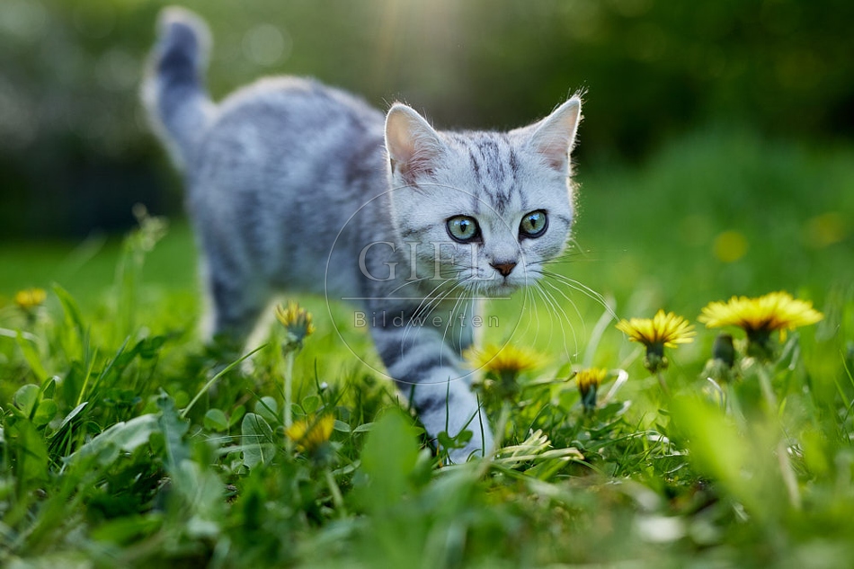 115814 Junge Britisch Kurzhaar Katze