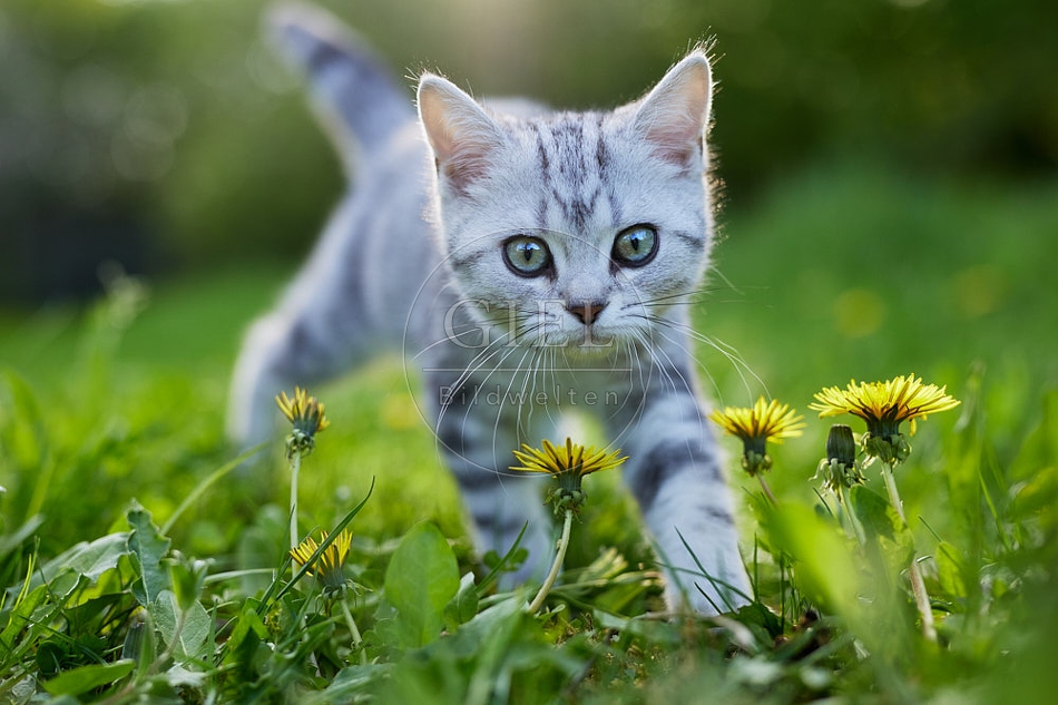 115815 Junge Britisch Kurzhaar Katze