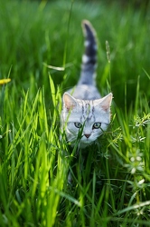 115817 Junge Britisch Kurzhaar Katze